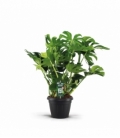 Monstera