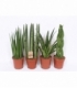 Sansevieria