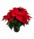 Poinsettia