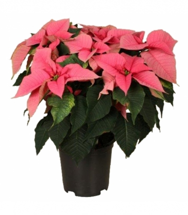 Poinsettia