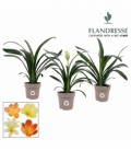 Clivia