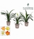 Clivia