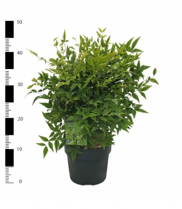 Nandina