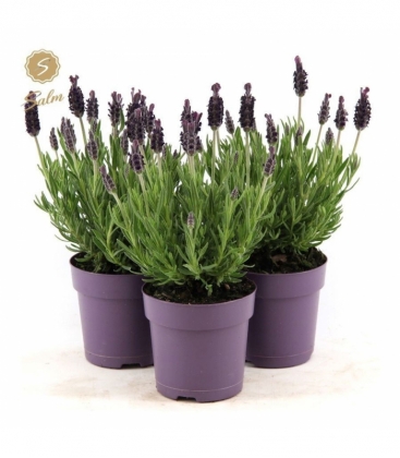 Lavandula