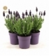 Lavandula