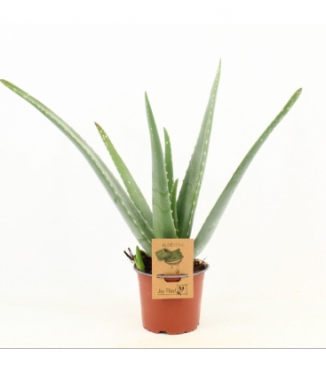 Aloe