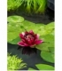 Nymphaea