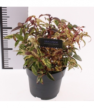 Leucothoe
