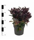 Leucothoe