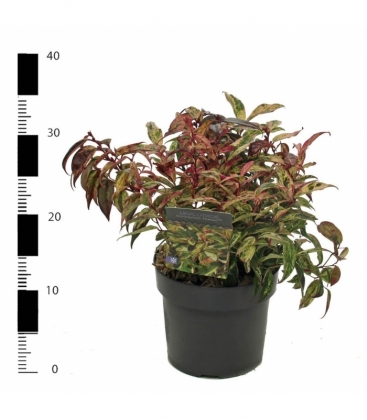Leucothoe