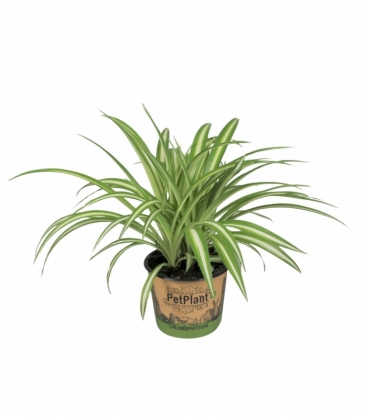 Chlorophytum