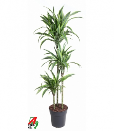 Dracaena
