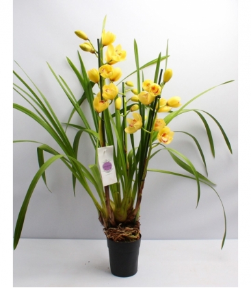 Cymbidium