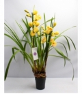 Cymbidium