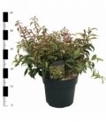 Leucothoe