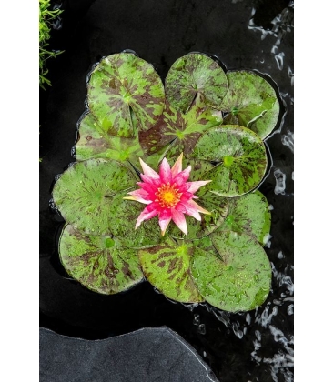 Nymphaea