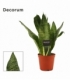 Sansevieria
