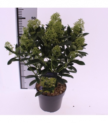 Skimmia