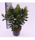 Skimmia