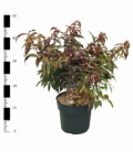 Leucothoe