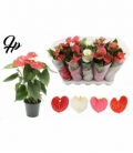 Anthurium