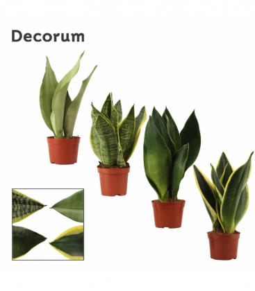 Sansevieria