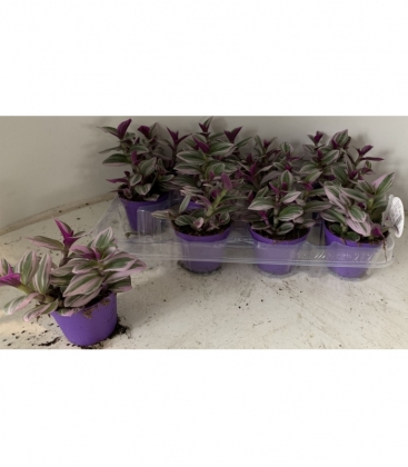 Tradescantia