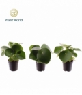 Peperomia