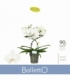 Phalaenopsis