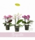 Phalaenopsis
