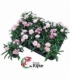 Dianthus