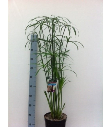 Cyperus