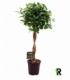 Ficus