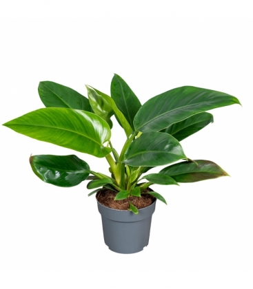 Philodendron
