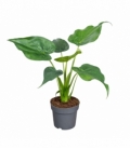 Alocasia