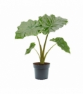 Alocasia