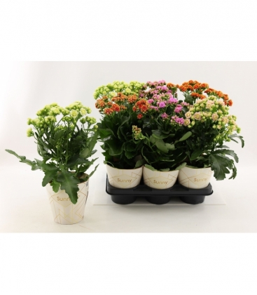 Kalanchoe