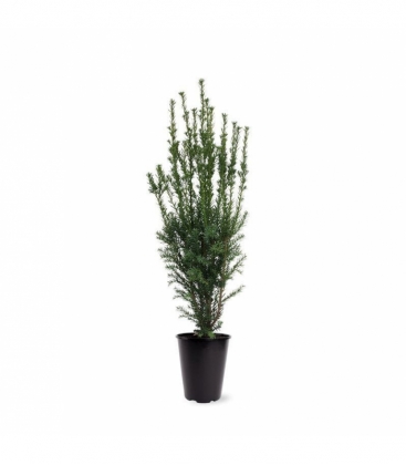 Taxus