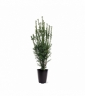 Taxus