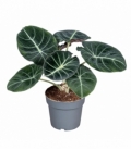 Alocasia