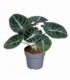 Alocasia