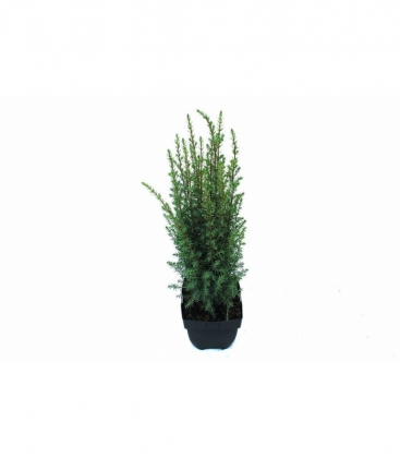 Juniperus