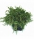 Juniperus