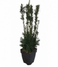 Taxus