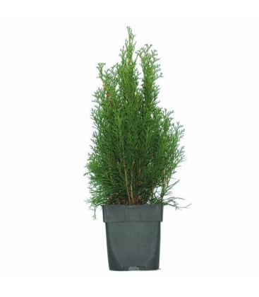 Thuja