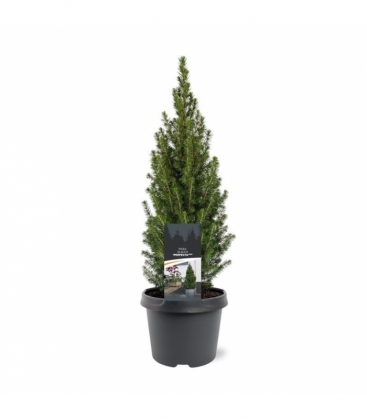 Picea