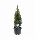 Picea