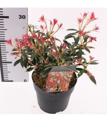Pieris