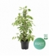 Ficus