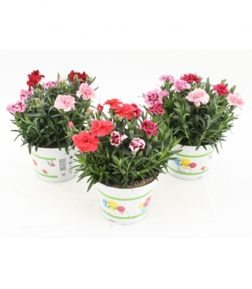 Dianthus